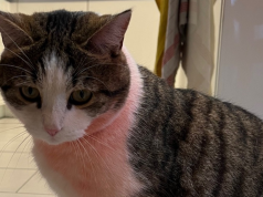 Idioten unterwegs: Kater in Beringen SH mit roter Farbe besprüht