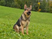 Diensthund Aeros überführt algerische und marokkanische Fahrzeugknacker in Ebikon