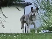 Bellinzona, timori serpeggianti: qualcuno ha visto il lupo? Claro que sí…