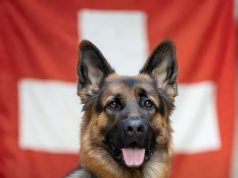 Diensthund schnüffelt Einbrecher auf: Fünf Jugendliche nach Ladeneinbruch in Gümligen gefasst