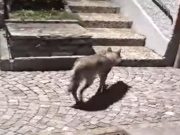 Lupi in ogni angolo della Leventina: eccone uno tra Rodi e Morasco…