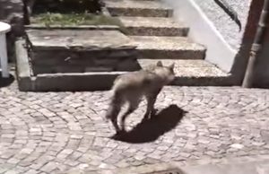 Lupi in ogni angolo della Leventina: eccone uno tra Rodi e Morasco…