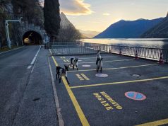 Vier Ziegen auf Abwegen sorgten heute an der Zollstelle Gandria für einen tierischen Einsatz