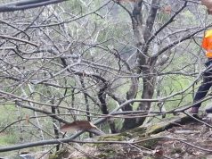 Valle Cannobina (Vco): turisti dispersi, a buon fine l’operazione di recupero