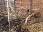 1000-Kilo-Stier drückt Bauer gegen Metallgitter: Schwer verletzt