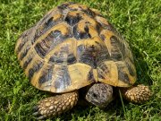 Beringen (Kanton Schaffhausen): Griechische Landschildkröte aufgefunden