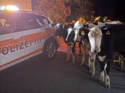Walzenhausen: Ausgebüxte Rinder. Nächtlicher Polizeieinsatz mit Lecken-Alarm