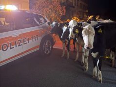 Walzenhausen: Ausgebüxte Rinder. Nächtlicher Polizeieinsatz mit Lecken-Alarm