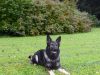 Escholzmatt: Polizeihund stellt flüchtige Diebe (Algerier und Marokkaner)