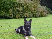 Escholzmatt: Polizeihund stellt flüchtige Diebe (Algerier und Marokkaner)