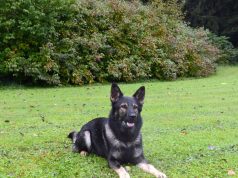 Escholzmatt: Polizeihund stellt flüchtige Diebe (Algerier und Marokkaner)