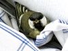 Kohlmeise irrt in Greifenseer Wohnung: Polizei rettet sie aus letzter Ecke