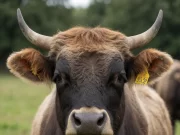 Schwangeres Rind auf Flucht:Polizei und Militär im Gross-Einsatz
