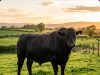 Ausreisser im Baselbiet: Angus-Rind springt über Absperrung