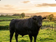 Ausreisser im Baselbiet: Angus-Rind springt über Absperrung