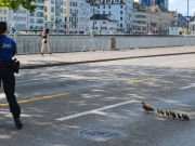 Kleine Schritte, grosses Herz: Stadtpolizei eskortiert Entenfamilie zur Limmat