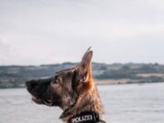 Der Polizei-Held Varro hat seine Dienstmarke kurz mal gegen eine Badehose getauscht